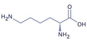 L-lysine visual